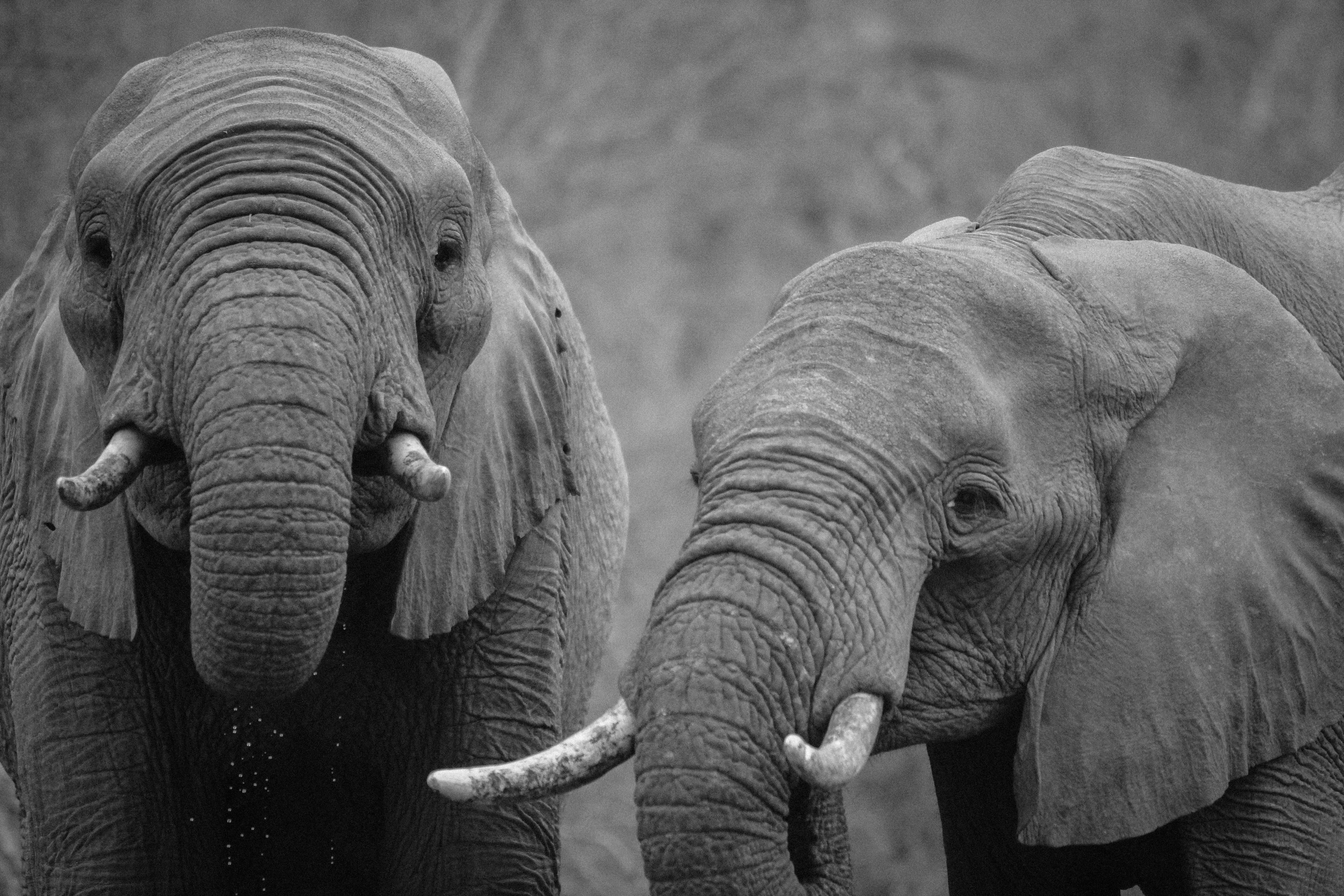 Животные фото. Красивый слон. Африканские животные. Дикие слоны.